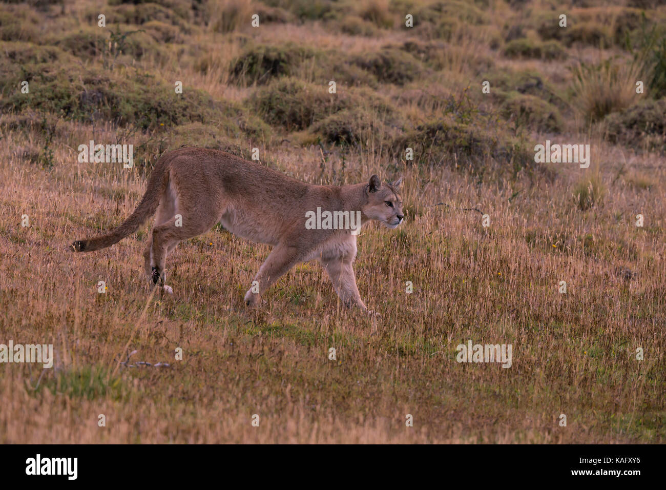 Cougar, Mountain Lion (Puma concolor) caccia femmina Foto Stock