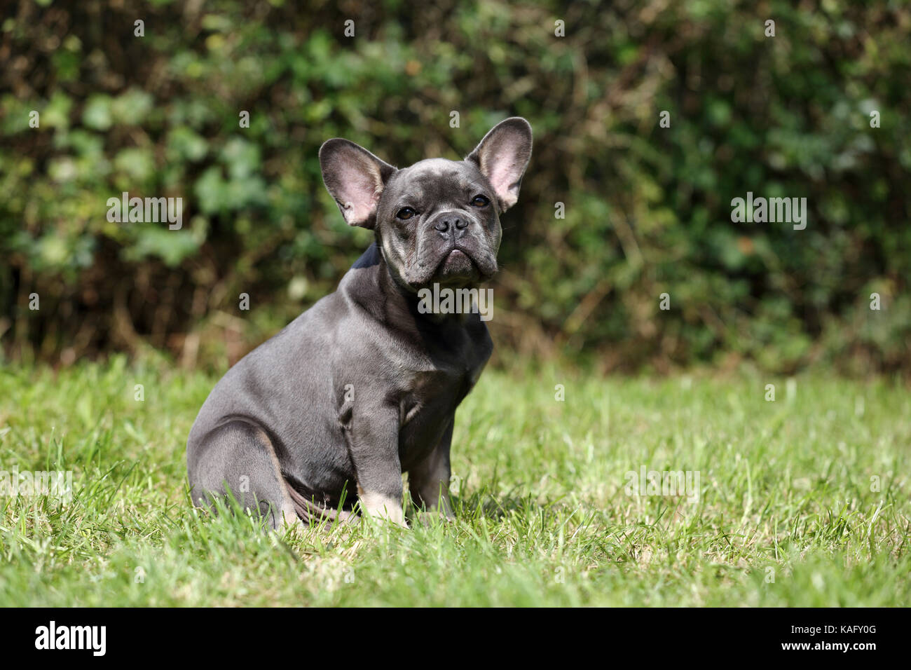 Bulldog francese. Cucciolo maschio seduto in erba. Germania Foto Stock