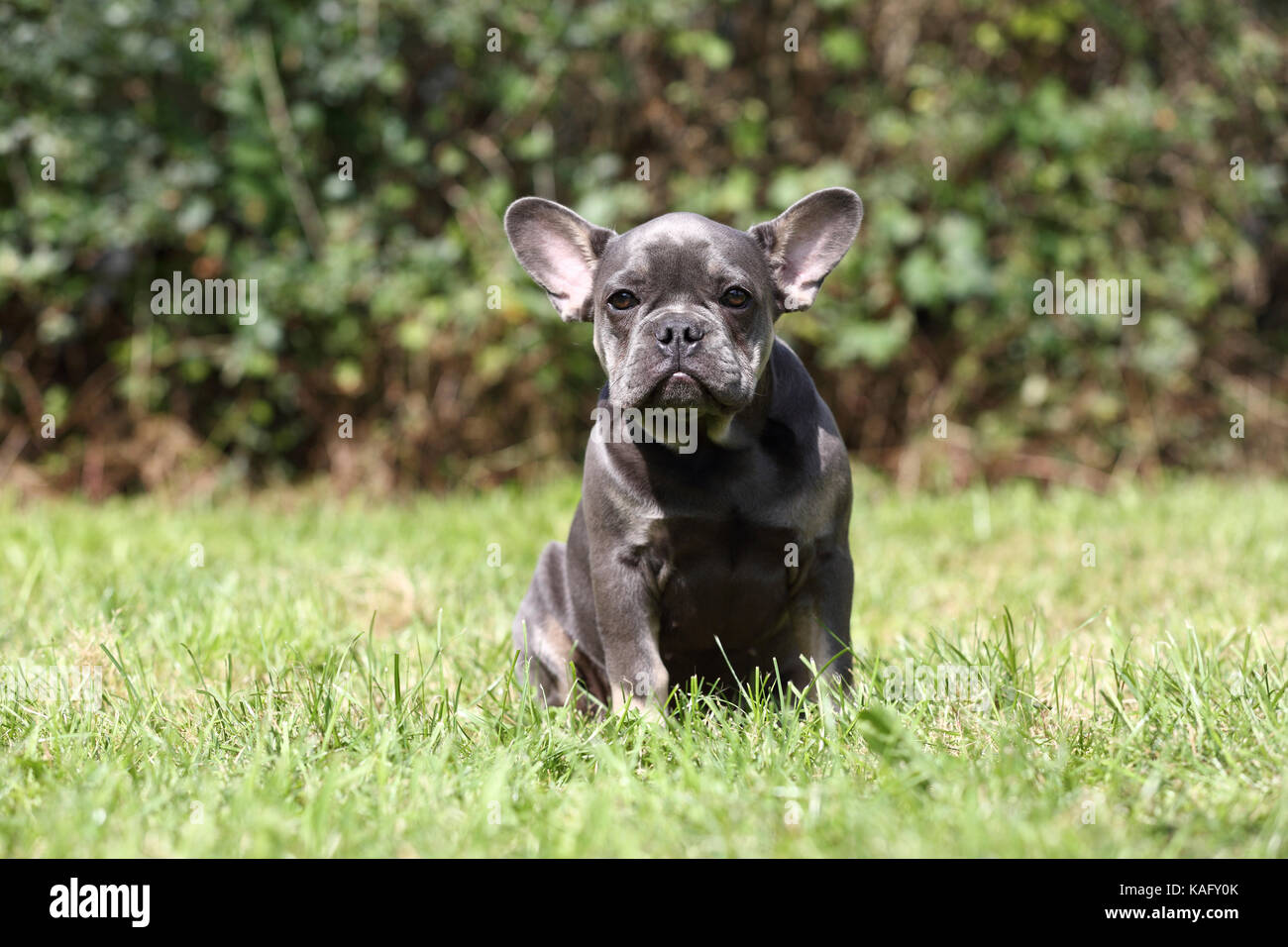 Bulldog francese. Cucciolo maschio seduto in erba. Germania Foto Stock