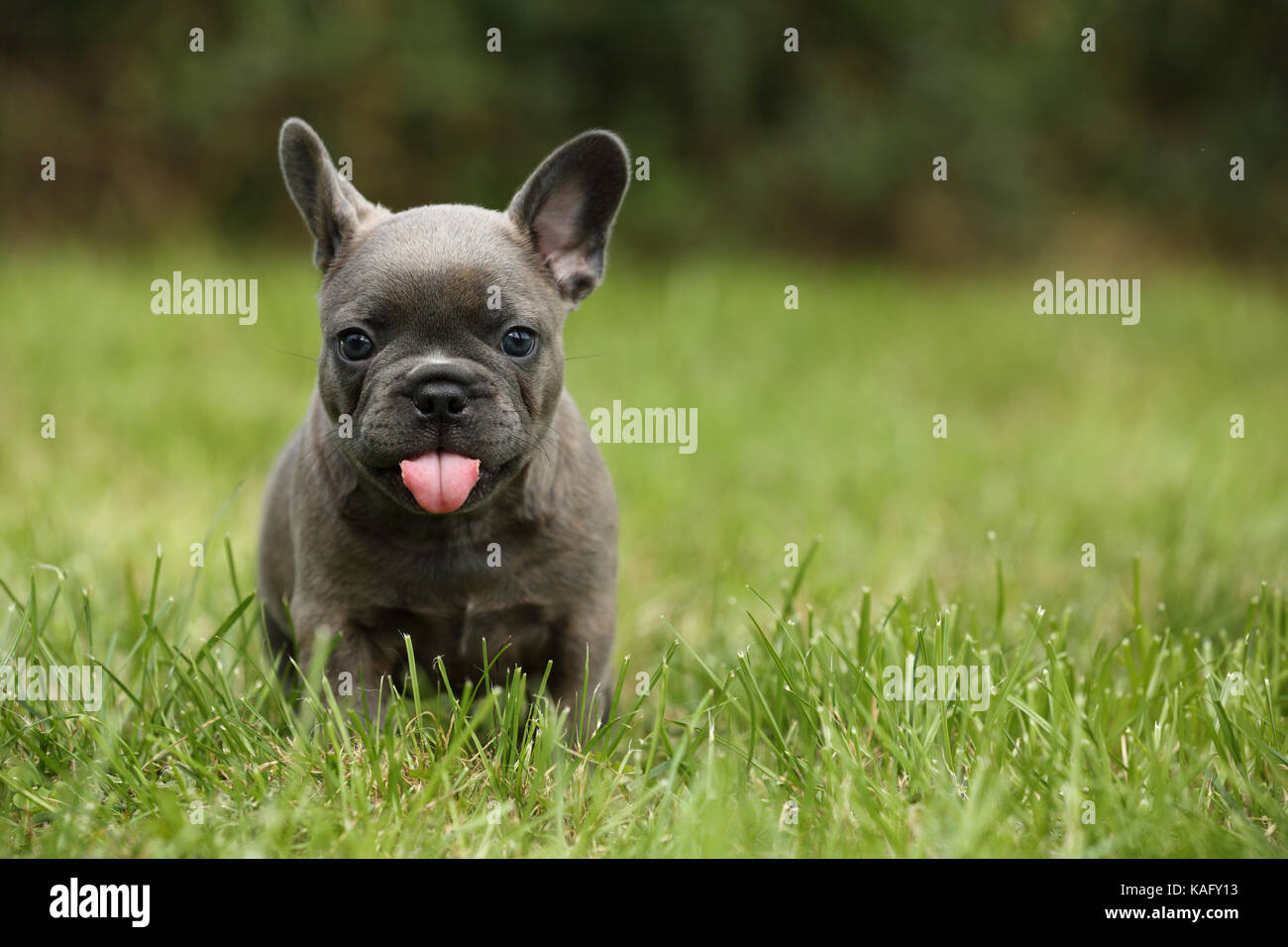 Bulldog francese. Cucciolo (6 settimane di età) in piedi in erba, attaccare fuori la sua linguetta. Germania Foto Stock