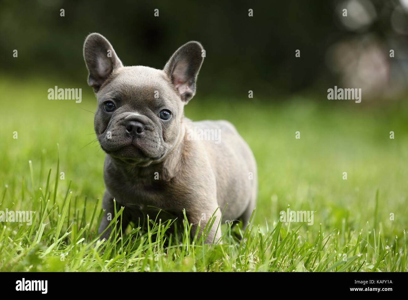 Bulldog francese. Cucciolo (6 settimane di età) in piedi in erba. Germania Foto Stock