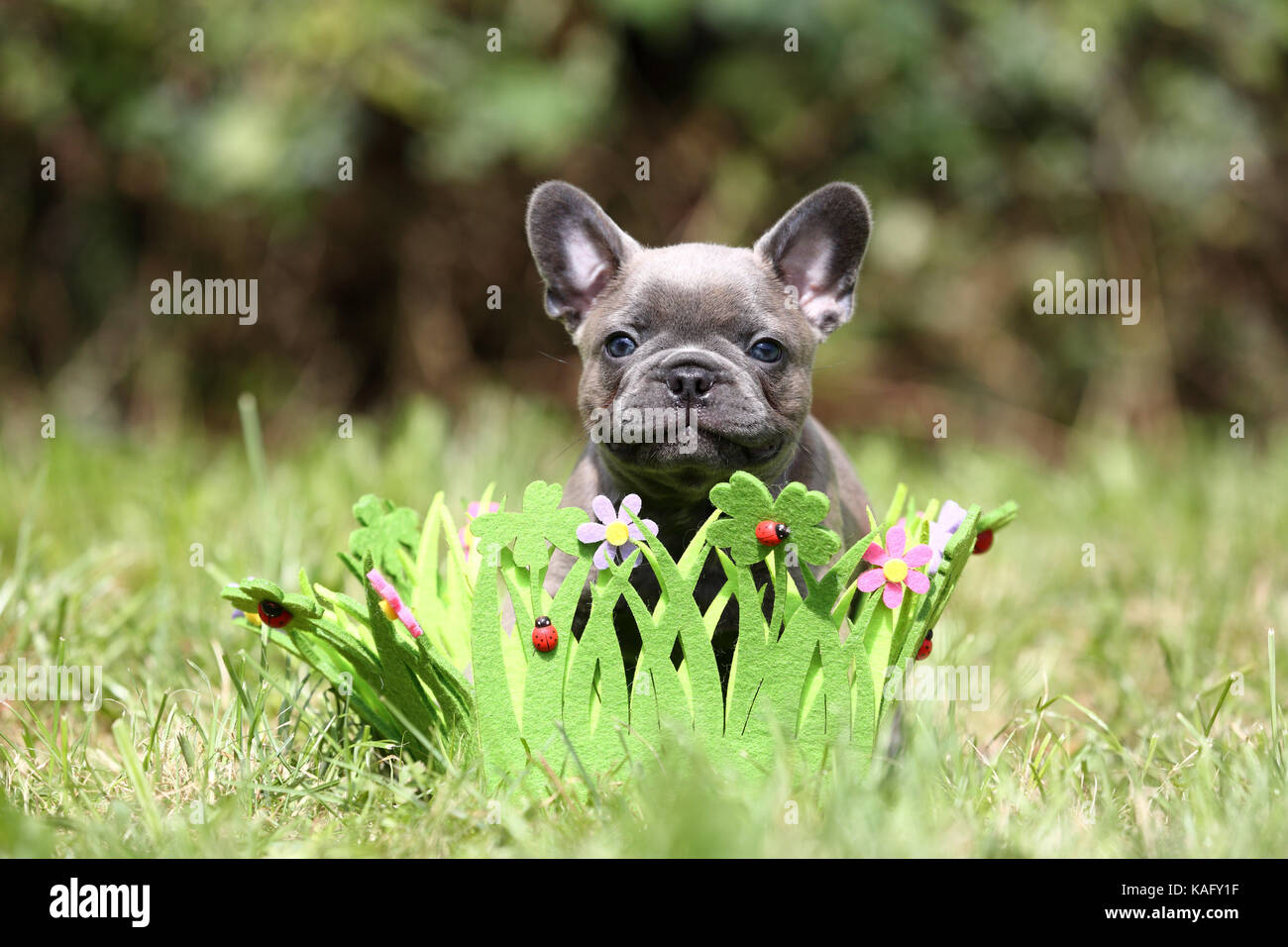 Bulldog francese. Cucciolo (6 settimane di età) seduto in una ghirlanda di fiori ed erba, fatta di feltro. Germania Foto Stock