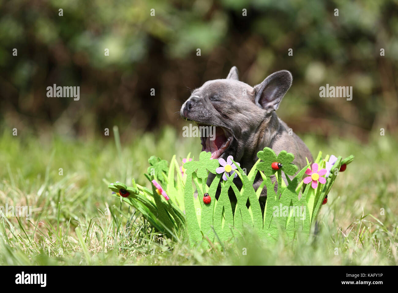 Bulldog francese. Cucciolo (6 settimane di età) seduto in una ghirlanda di fiori ed erba, fatta di feltro. Germania Foto Stock