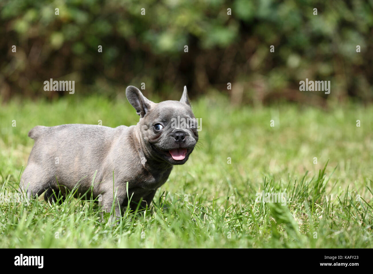 Bulldog francese. Cucciolo (6 settimane di età) in piedi in erba, spremendo il suo occhio. Germania Foto Stock