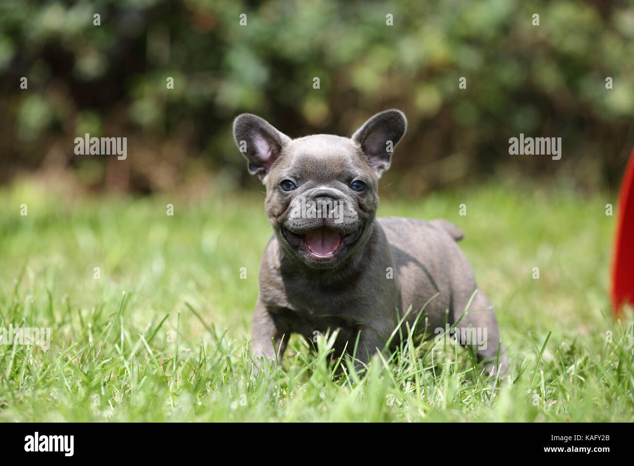 Bulldog francese. Cucciolo (6 settimane di età) in piedi in erba. Germania Foto Stock