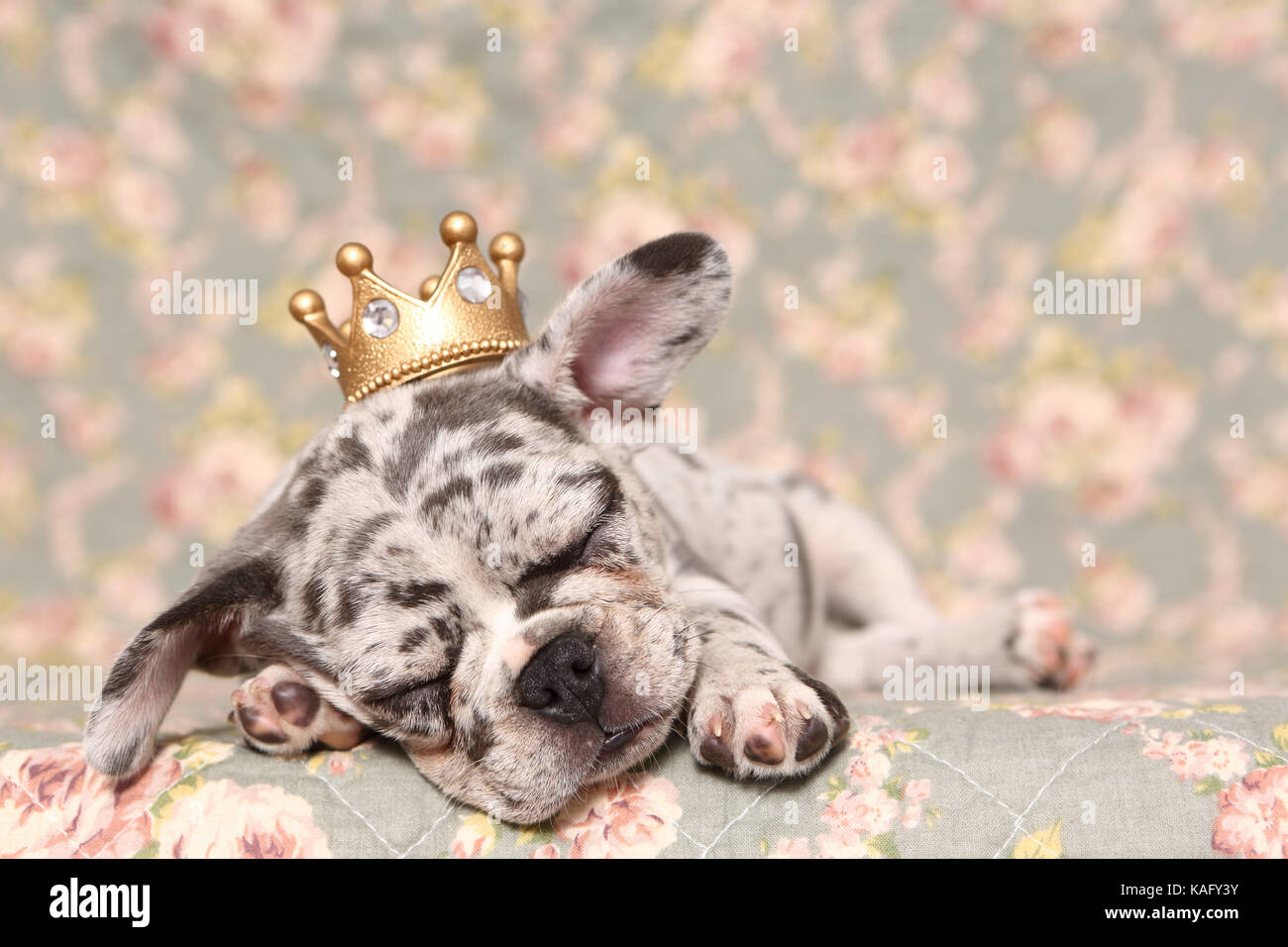 Bulldog francese. Cucciolo (6 settimane di età) dormire su una coperta con fiori di rose stampa, indossando una corona sulla sua testa. Germania Foto Stock