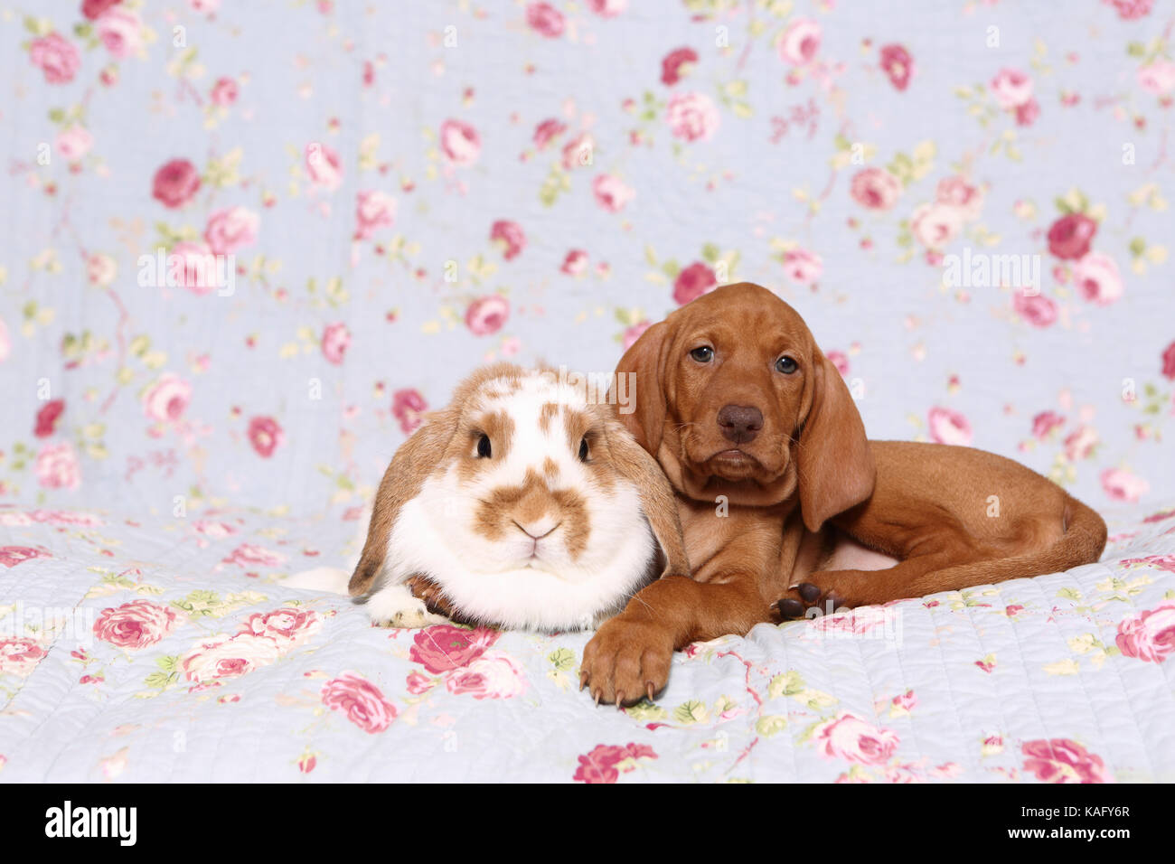 Vizsla. Cucciolo (6 settimane di età) e nano lop-eared rabbit giacente su una coperta blu con fiori di rose stampa. Germania Foto Stock