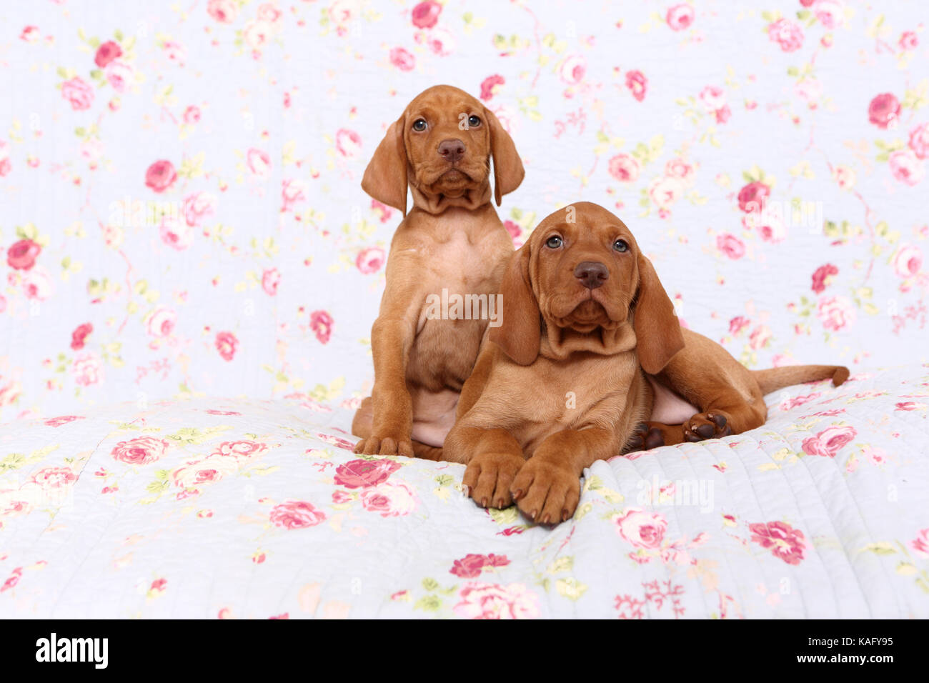 Vizsla. Due cuccioli (6 settimane di età) giacenti e seduta su una coperta blu con fiori di rose stampa. Germania Foto Stock