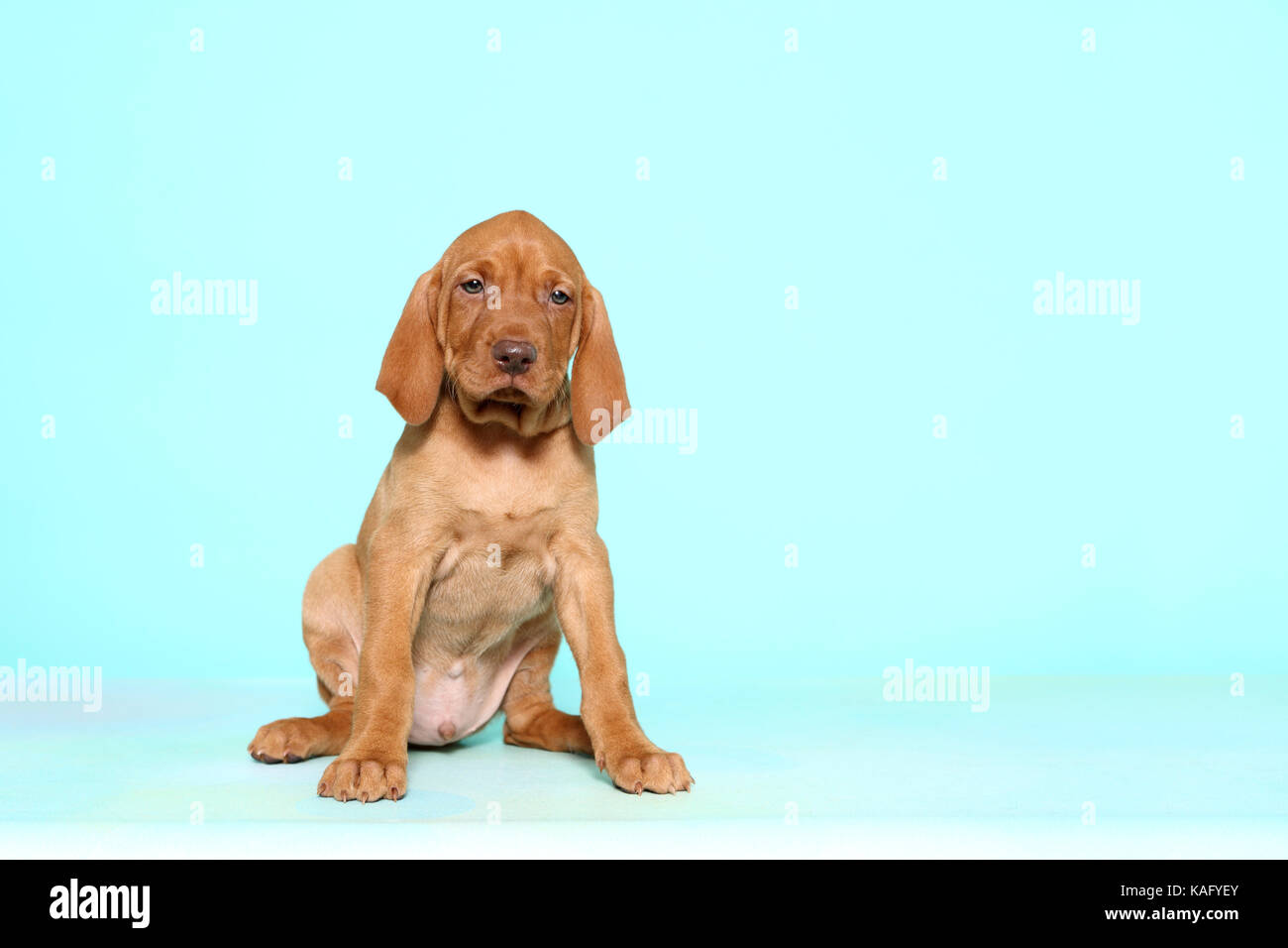 Vizsla. Cucciolo (6 settimane di età) seduta. Studio Immagine, visto contro un fondo azzurro. Germania Foto Stock