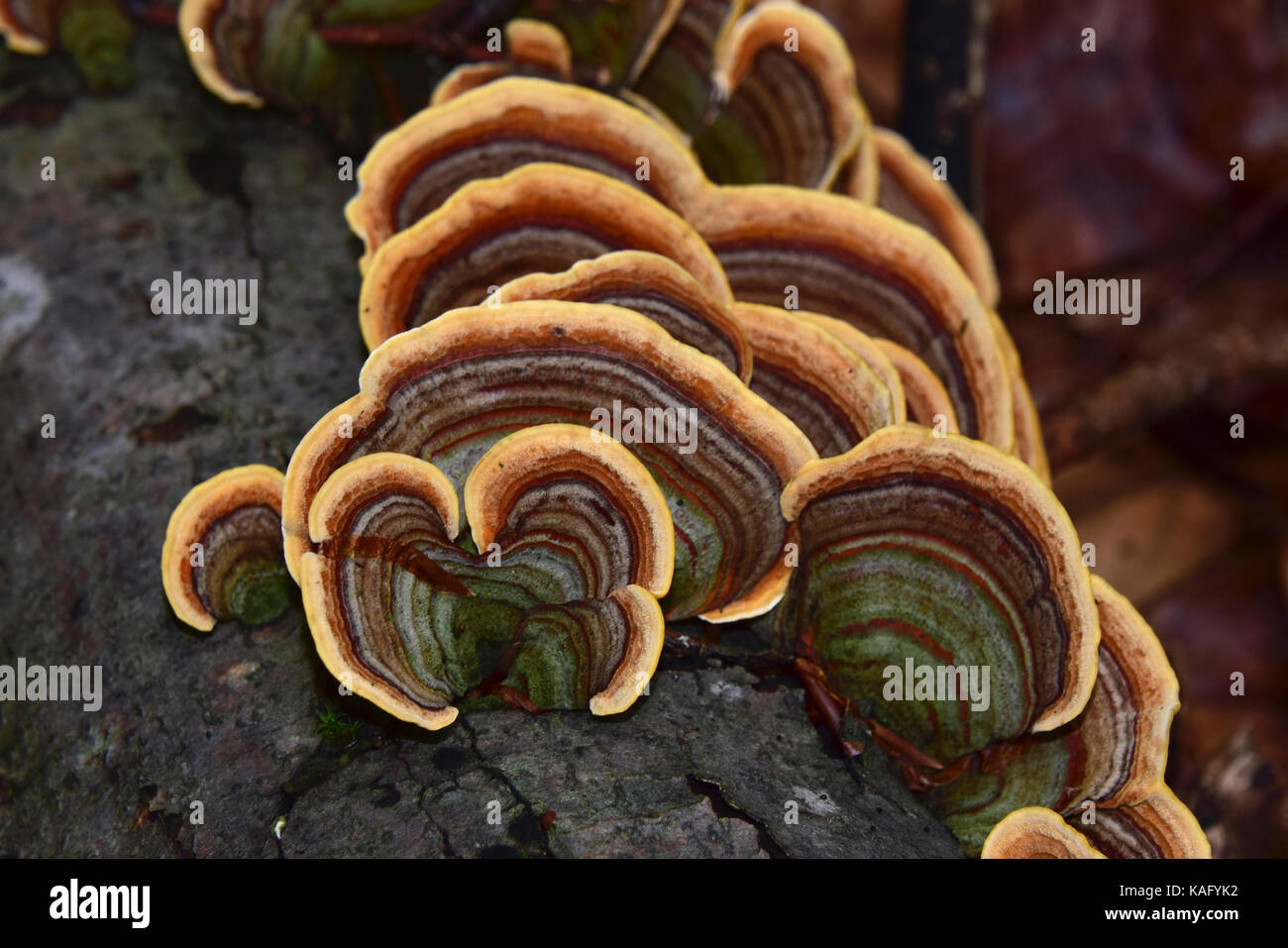 La Turchia fungo di coda, Multicolore Polypore (Trametes versicolor, Coriolus versicolor) su legno Foto Stock