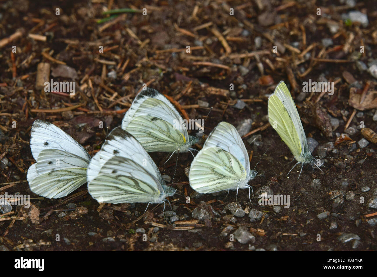 Verde-bianco venato (Sarcococca napi) diversi animali assorbire minerali dal suolo bagnato Foto Stock