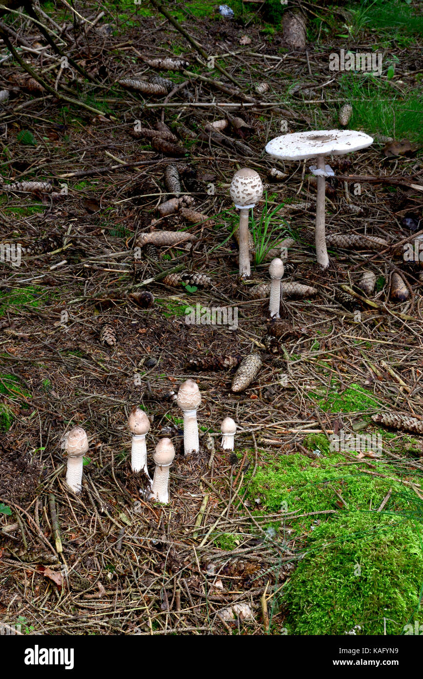 Parasol (fungo Macrolepiota procera), una catena di corpi fruttiferi di diversa età crescente da un micelio underlayning Foto Stock