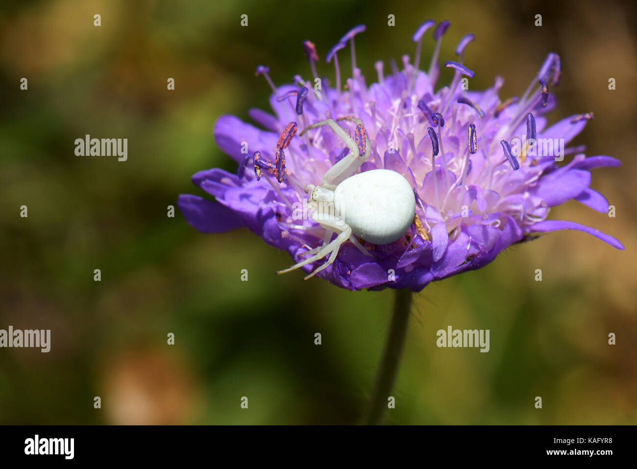 Oro ragno granchio (Misumena vatia) su un fiore Scabious Foto Stock