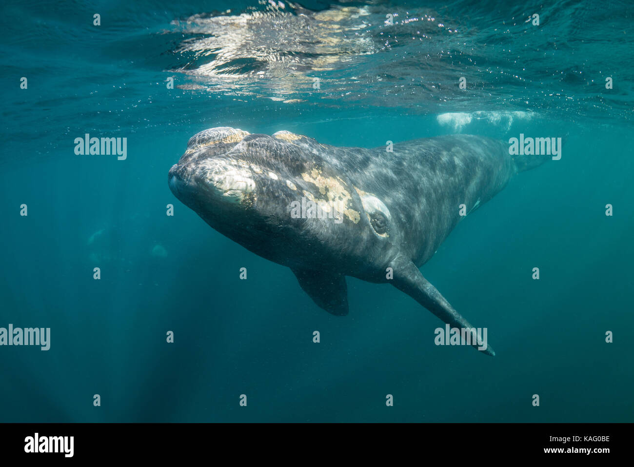 Southern Right whale calf arriva a guardare la fotocamera come la madre di orologi di seguito, penisola di Valdes, Patagonia, Argentina. Foto Stock