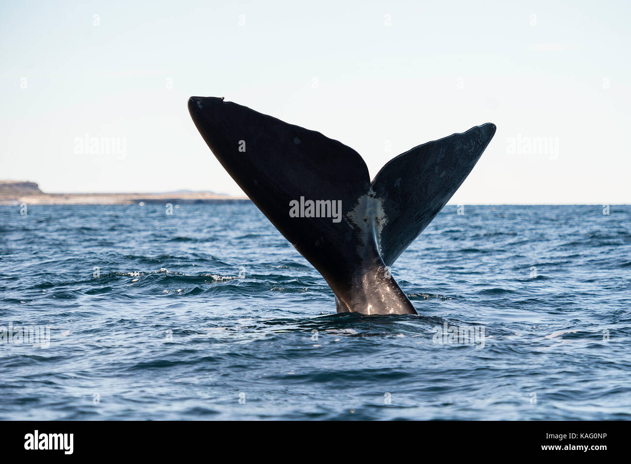 Vista ravvicinata di una balena franca australe tail fluke, penisola di Valdes, Patagonia, Argentina. Foto Stock