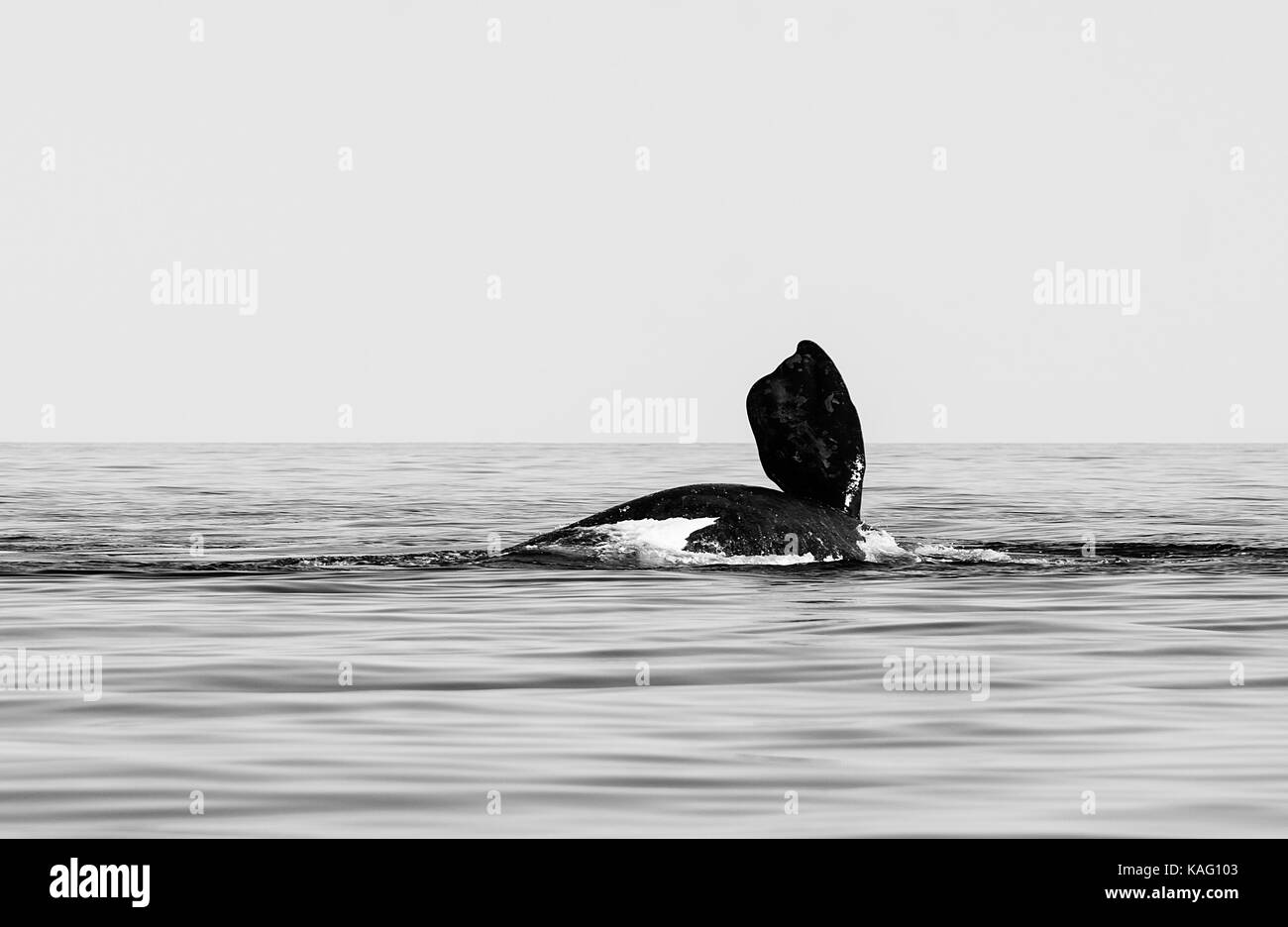 Southern Right whale giocando sulla superficie con la pinna pettorale fuori dall'acqua, penisola di Valdes, Patagonia, Argentina. Foto Stock