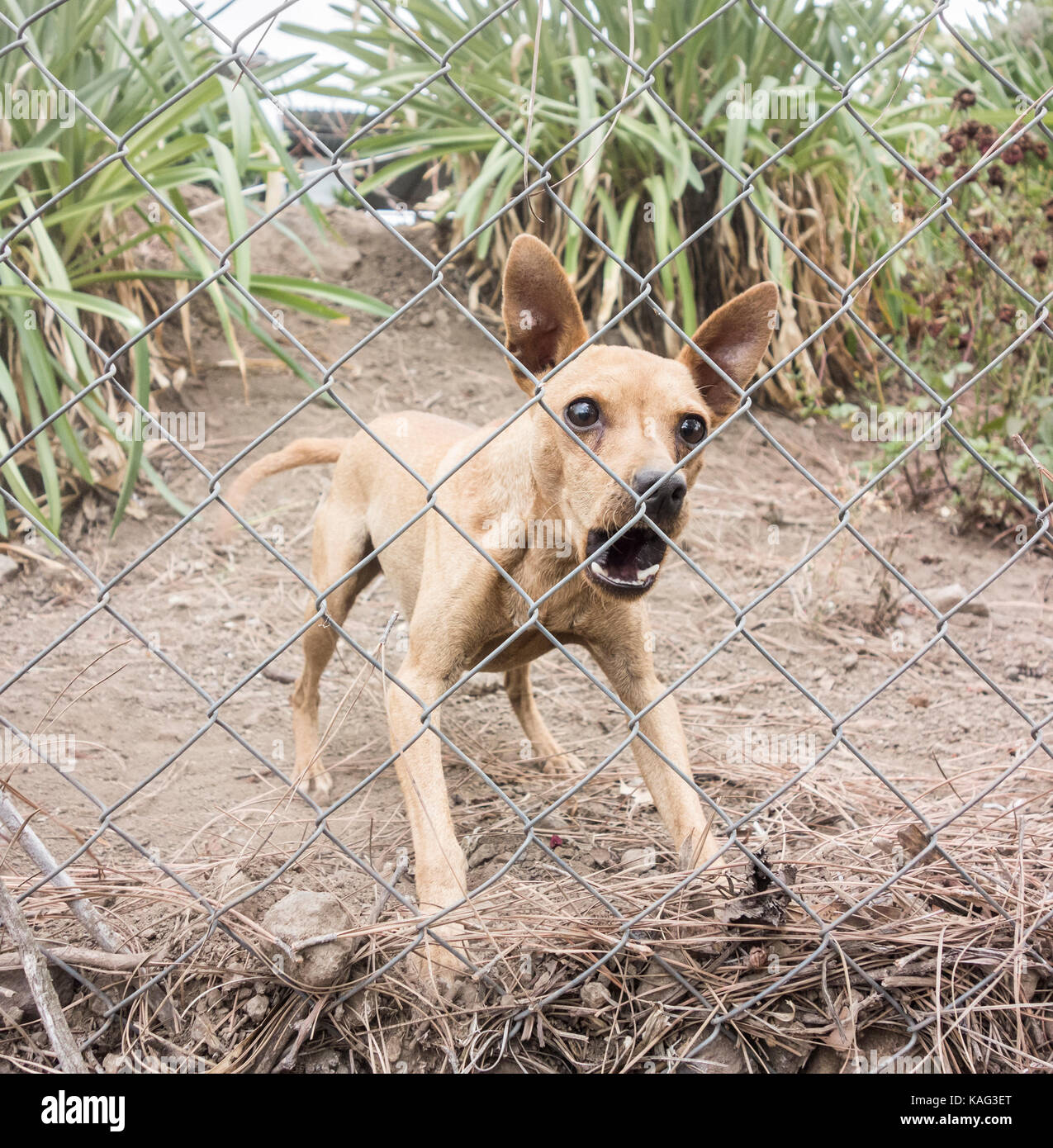 Piccolo cane che protegge le proprietà remote in Spagna abbaiando forte dietro la recinzione. Foto Stock