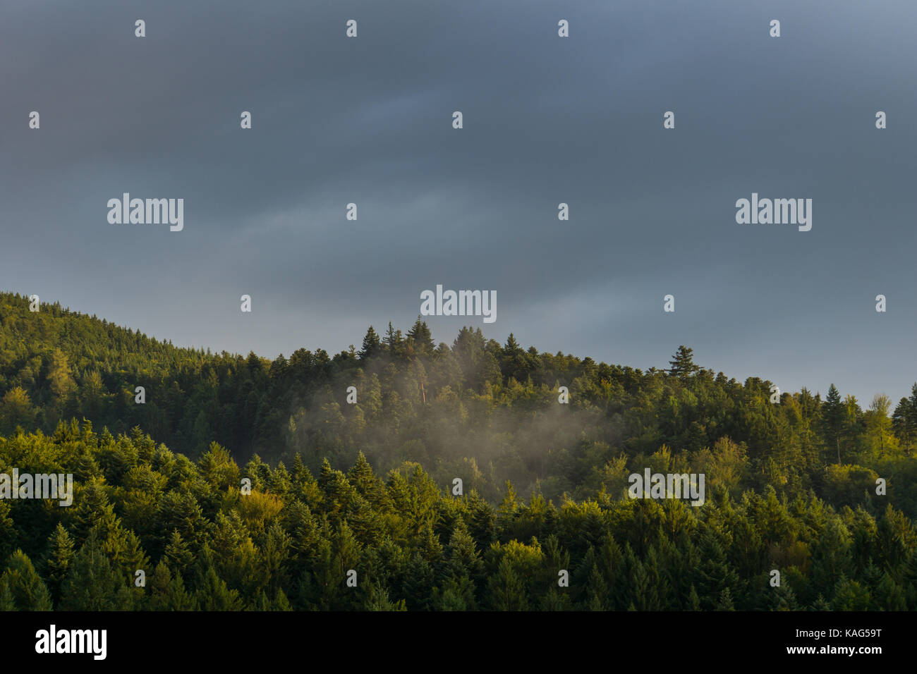 Germania, Foresta Nera, Freiburg, Autunno atmosfera del tramonto con nebbia Foto Stock