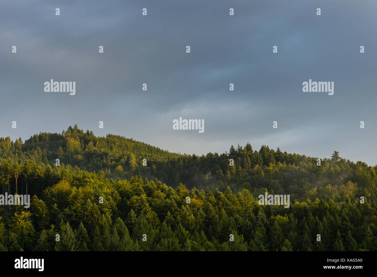 Germania, Foresta Nera, Freiburg, alba soleggiata atmosfera nel mezzo della foresta Foto Stock