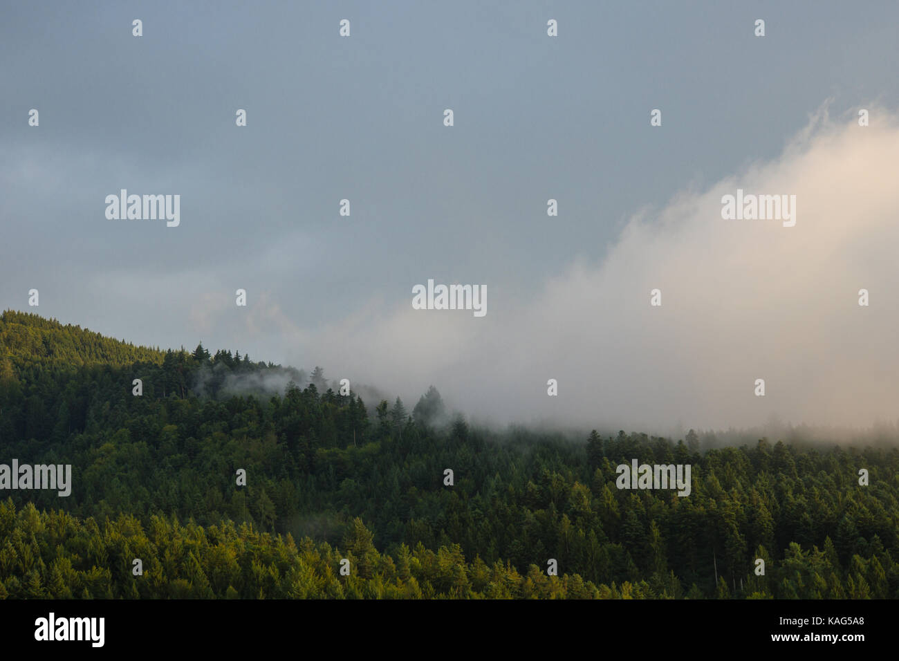 Germania, Foresta Nera, Freiburg, nebbia è venuta al tramonto sulla foresta verde Foto Stock