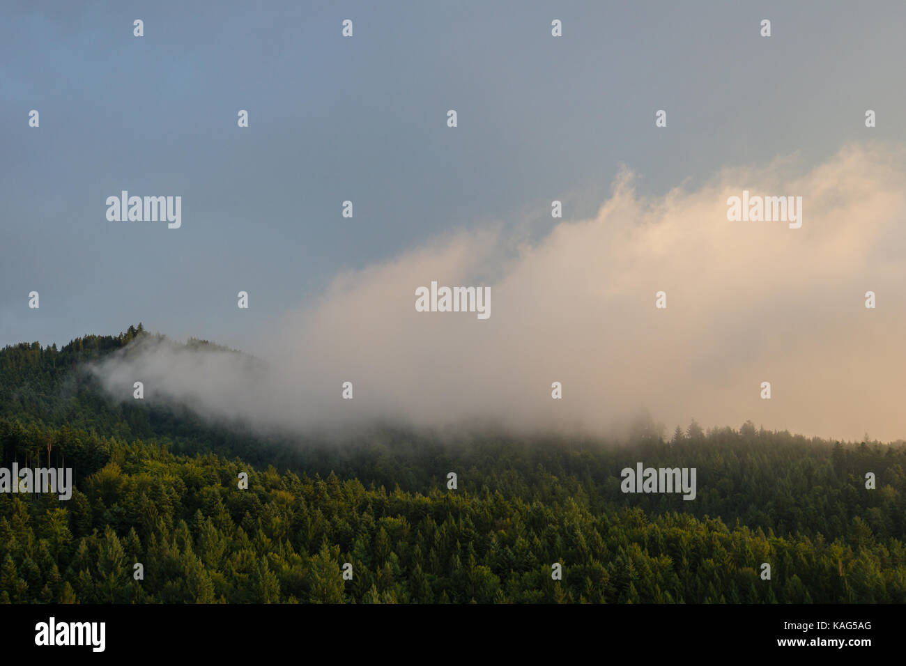 Germania, Foresta Nera, Freiburg, Misty autunno atmosfera in mezzo alla foresta all'alba Foto Stock