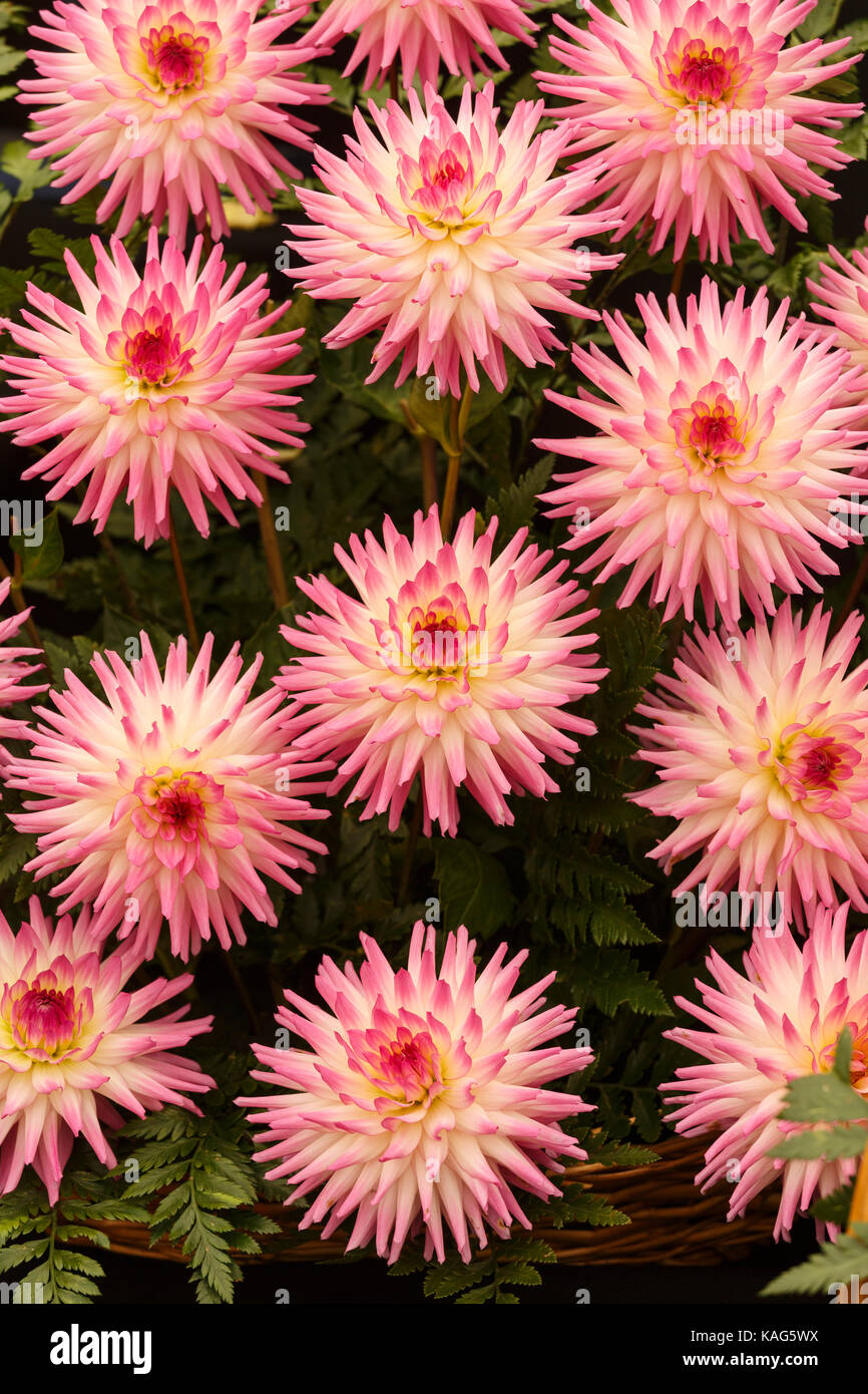 Varietà " Hapet ideale' Dahlia in mostra a tre contee Show, Malvern, Worcestershire, Regno Unito Foto Stock