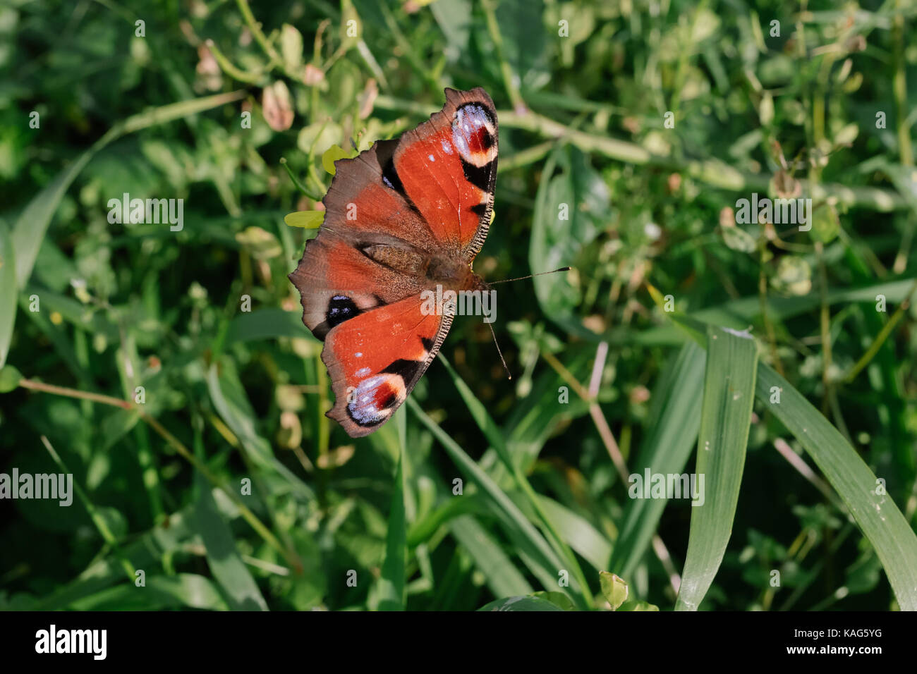 Giorno butterfly peacock eye close-up. Foto Stock