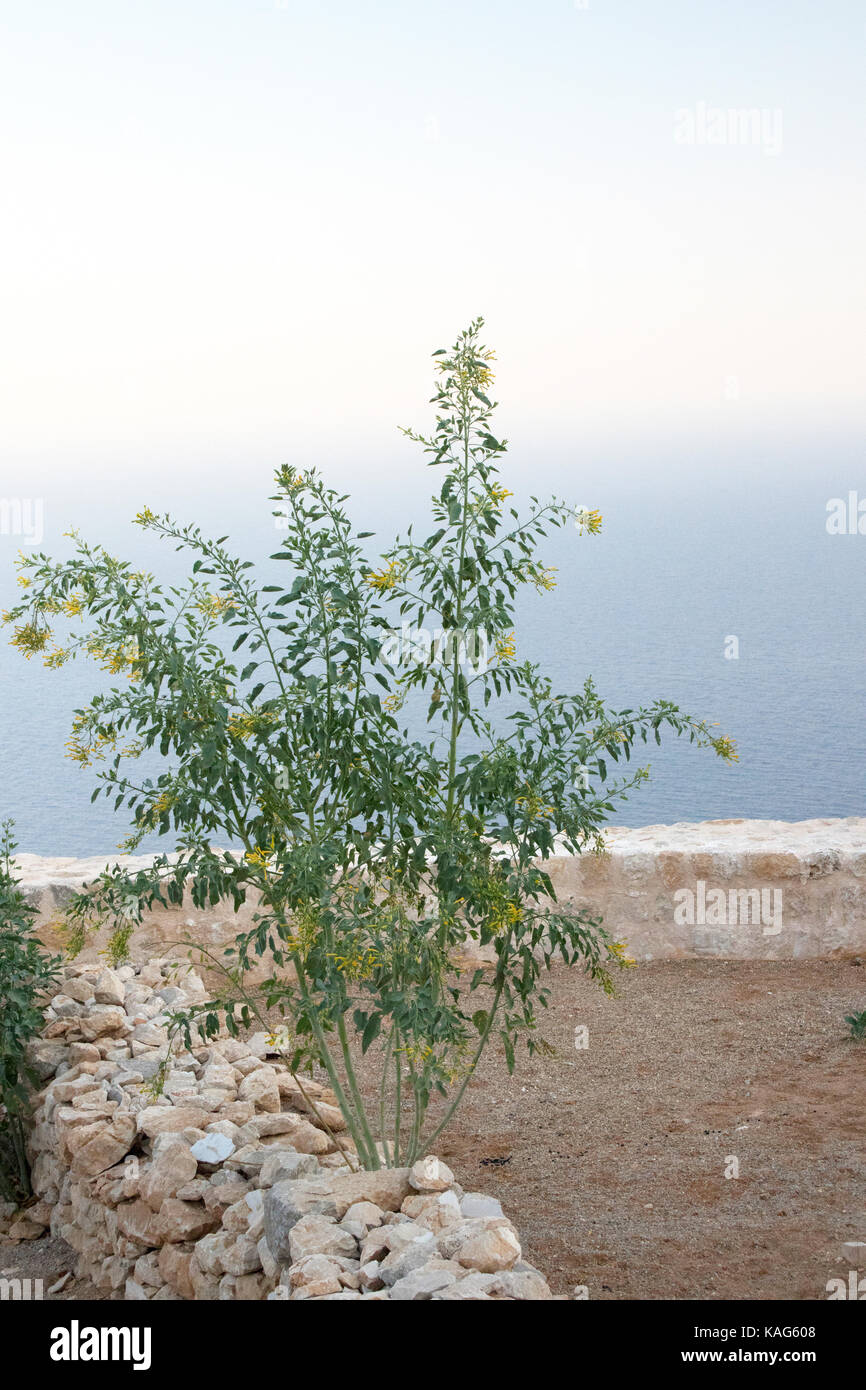 Nicotiana glauca crescente tra le rovine del castello dei cavalieri di San Giovanni, Halki, Grecia Foto Stock