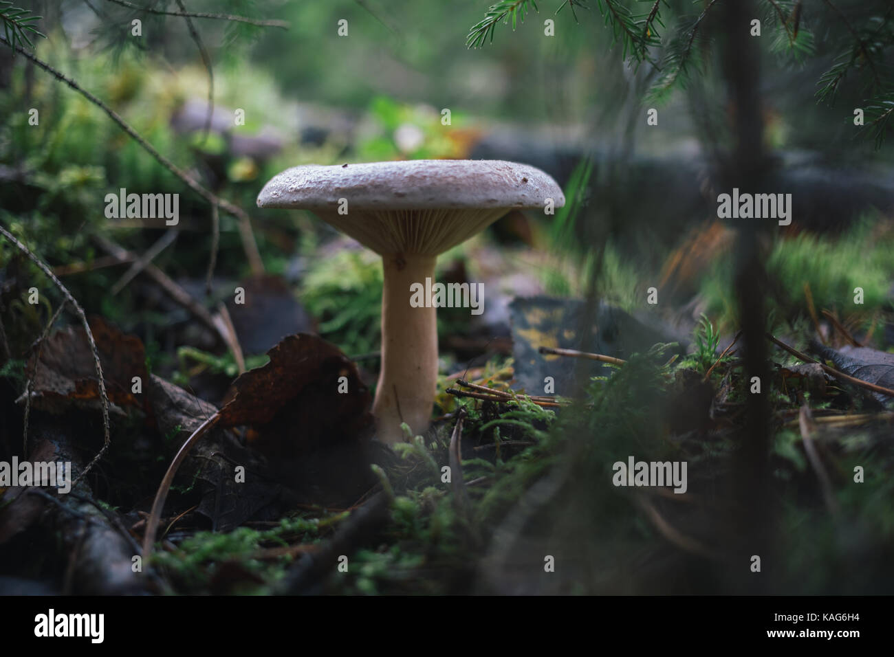 Funghi di Bosco sulla natura. Foto Stock