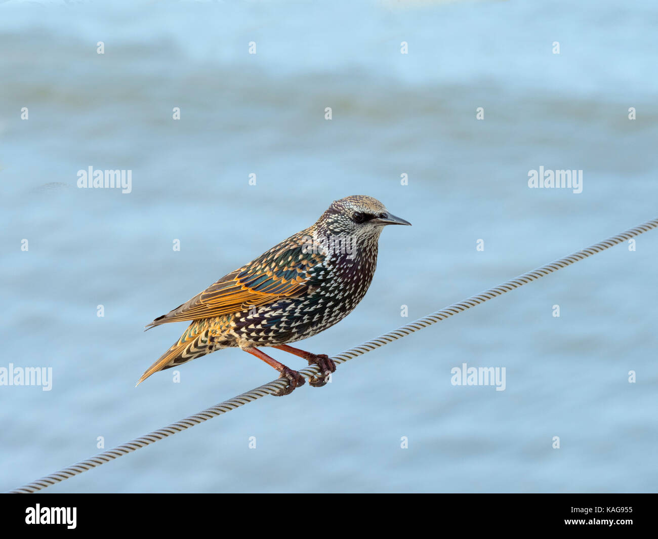 Starling Sturnus vulgaris su Cromer Pier Norfolk Foto Stock