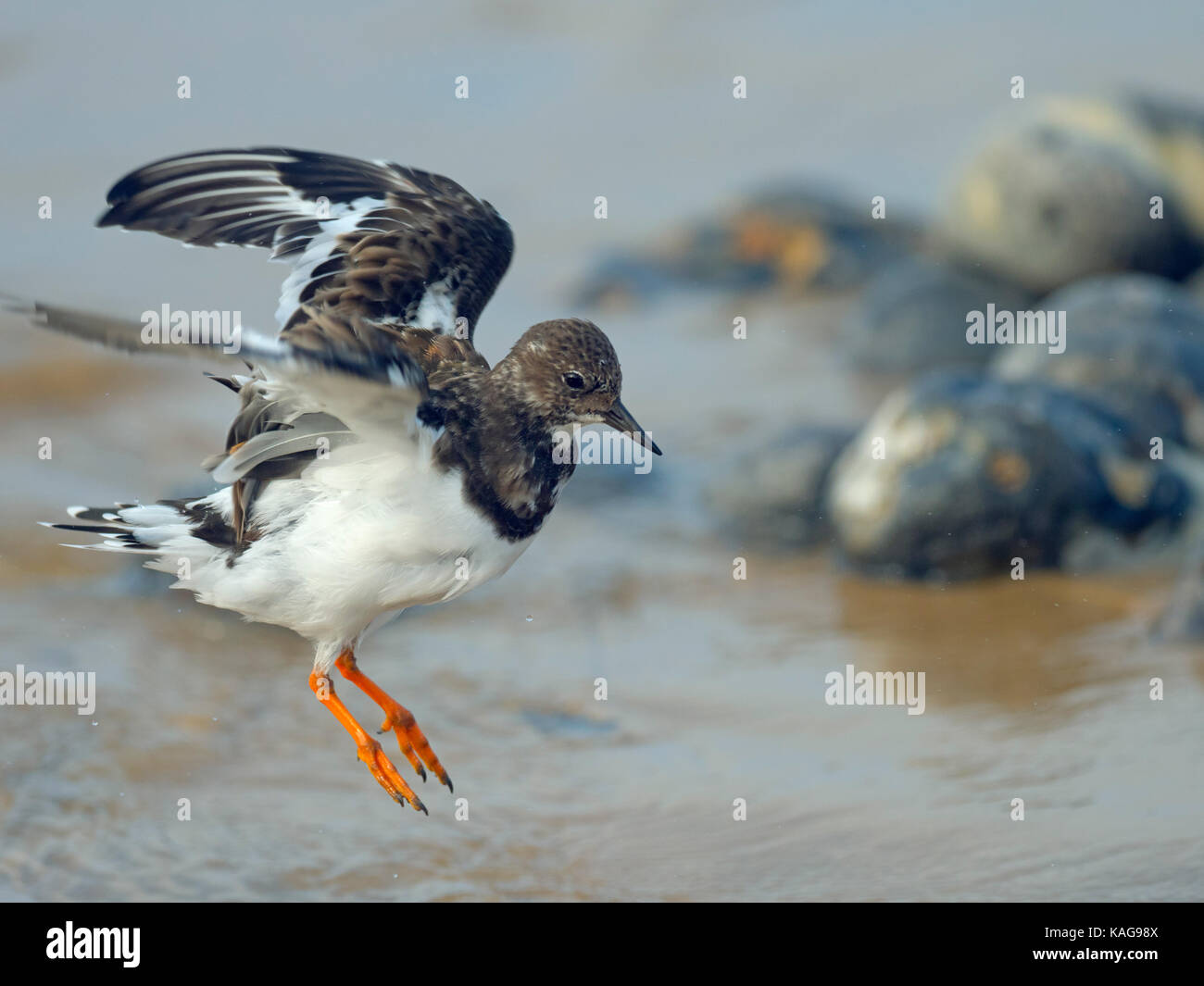 Turnstone Arenaria interpres prendendo il largo con la bassa marea Sheringham Norfolk Foto Stock