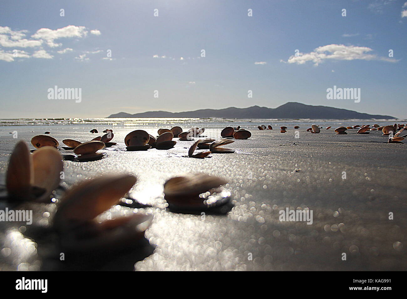 Isola, spiaggia sabbiosa con gusci di vongole in primo piano, kapiti, Nuova Zelanda Foto Stock