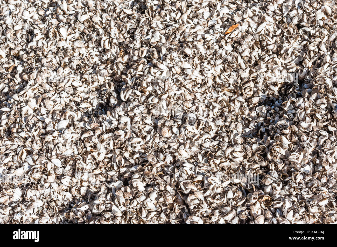 Texture di sfondo di massa di molte piccole cozze conchiglie sulla spiaggia. Foto Stock