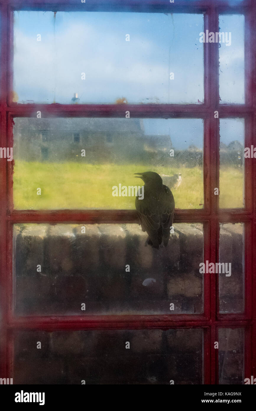 Starling intrappolato all'interno cabina telefonica guardando fuori attraverso la finestra Foto Stock