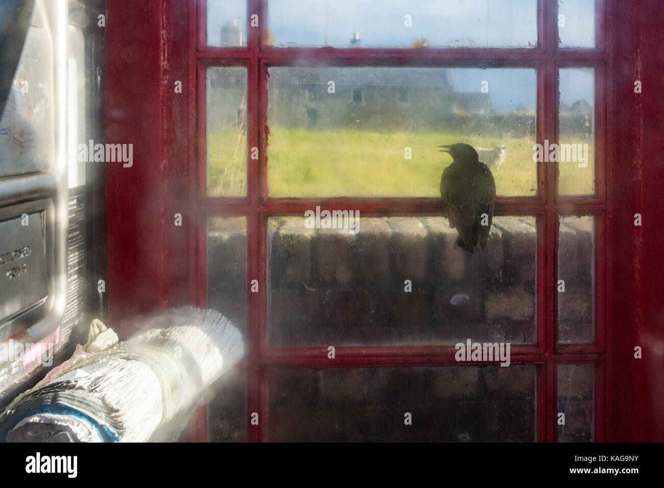 Starling intrappolato all'interno cabina telefonica guardando fuori attraverso la finestra Foto Stock