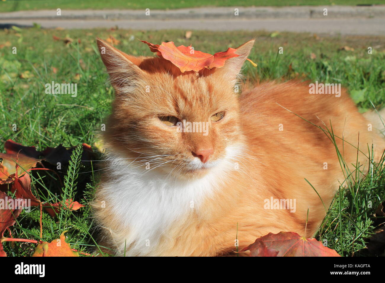Bella di colore arancione brillante fluffy cat giocare su erba verde in acero rosso fogliame nella calda giornata di sole Foto Stock