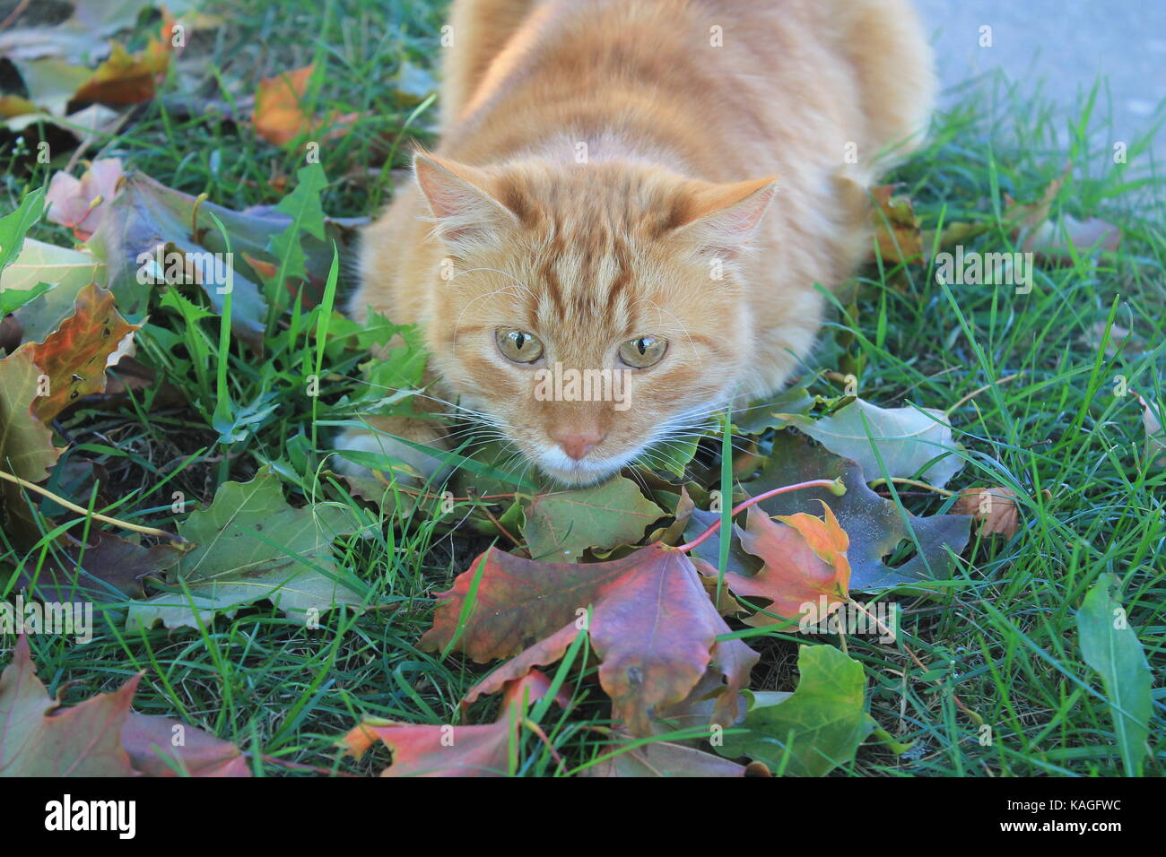 Bella di colore arancione brillante fluffy cat giocare su erba verde in acero rosso fogliame nella calda giornata di sole Foto Stock