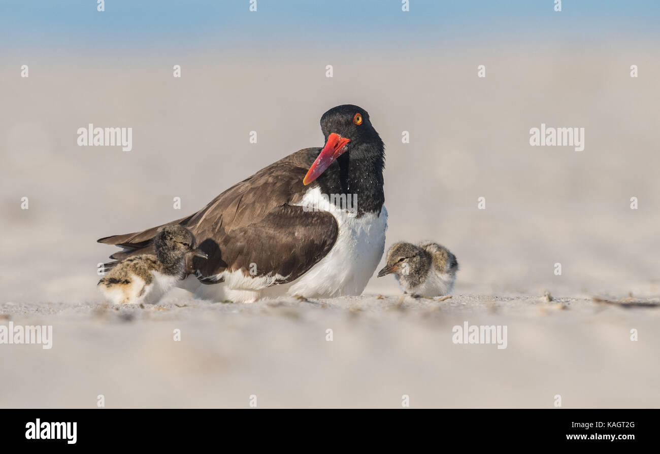 American oystercatcher Foto Stock