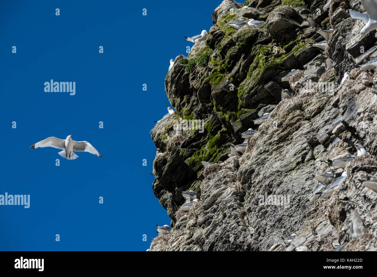 Norvegia, Svalbard, Riserva Naturale Sud Svalbard, Edgeoya, Kapp Waldburg. Colonia di nesting gattie a zampe nere (WILD: Rissa tridactyla) Foto Stock