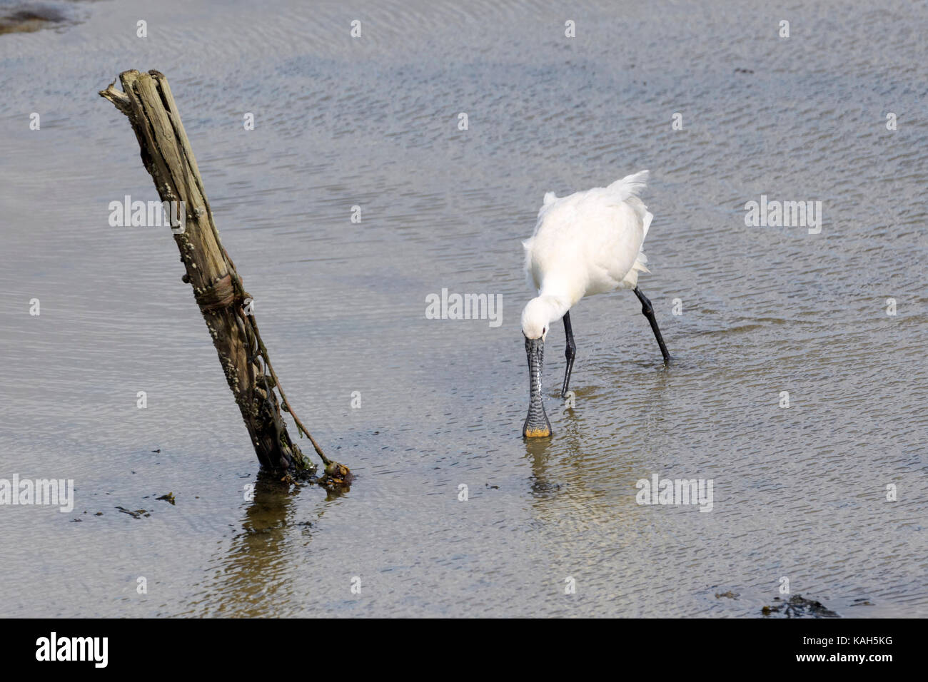 Eurasian spatola (Platalea leucorodia) foraggio sul mare di Wadden, texel, Paesi Bassi Foto Stock