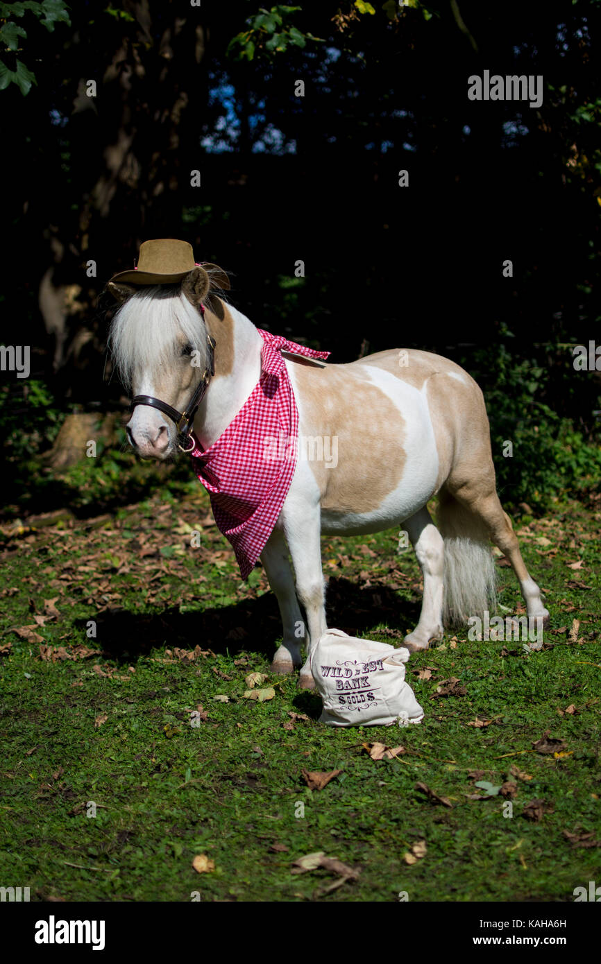 Un skewbald marrone e bianco pony vestito in un vestito da cowboy con una bandana e cappello da cowboy su Foto Stock
