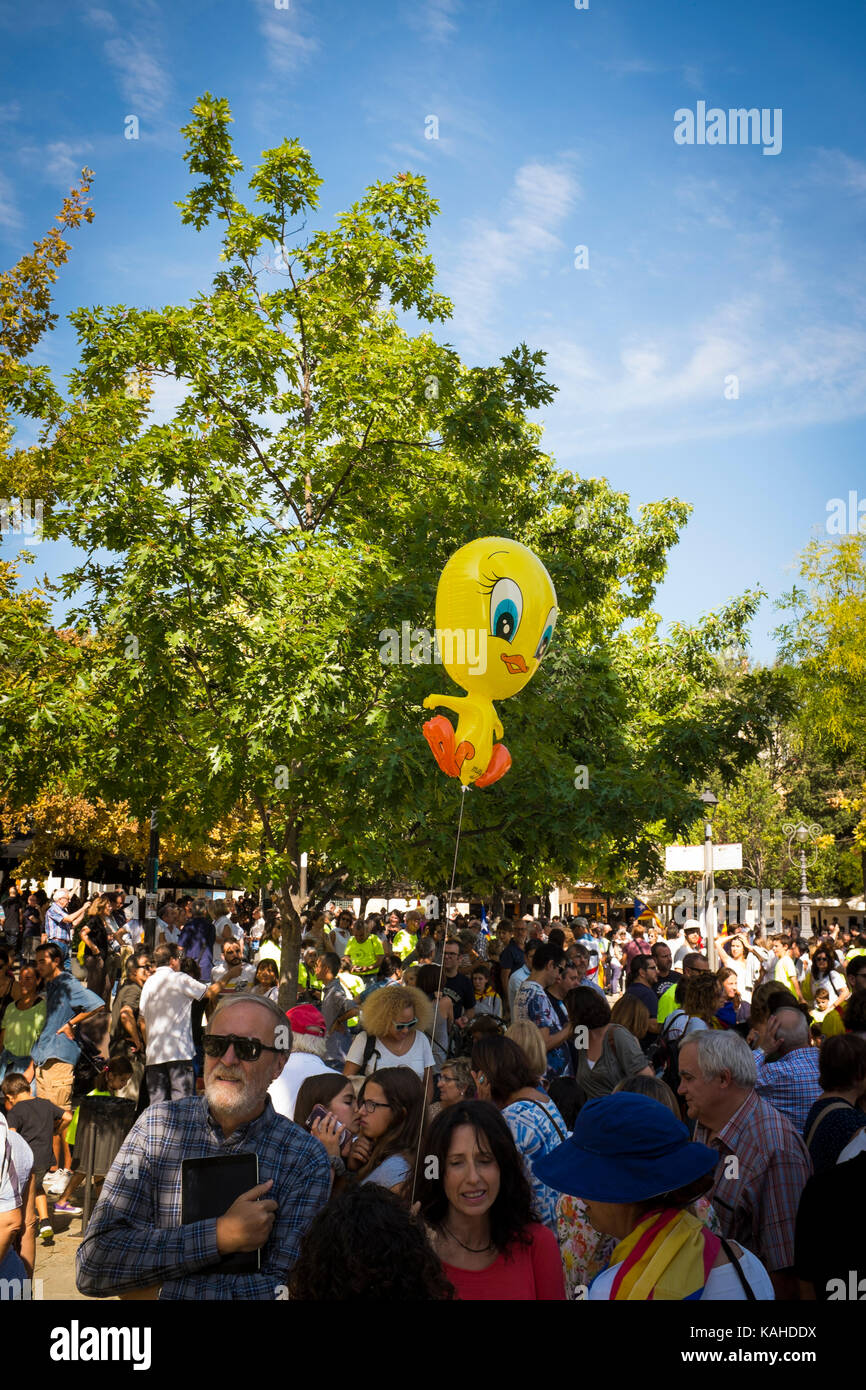 Palloncini in forma Tweety Bird, o Piolín improbabile il simbolo dell'Indipendenza Catalana movimento in Sant Cugat. In corsa per il previsto Octo Foto Stock