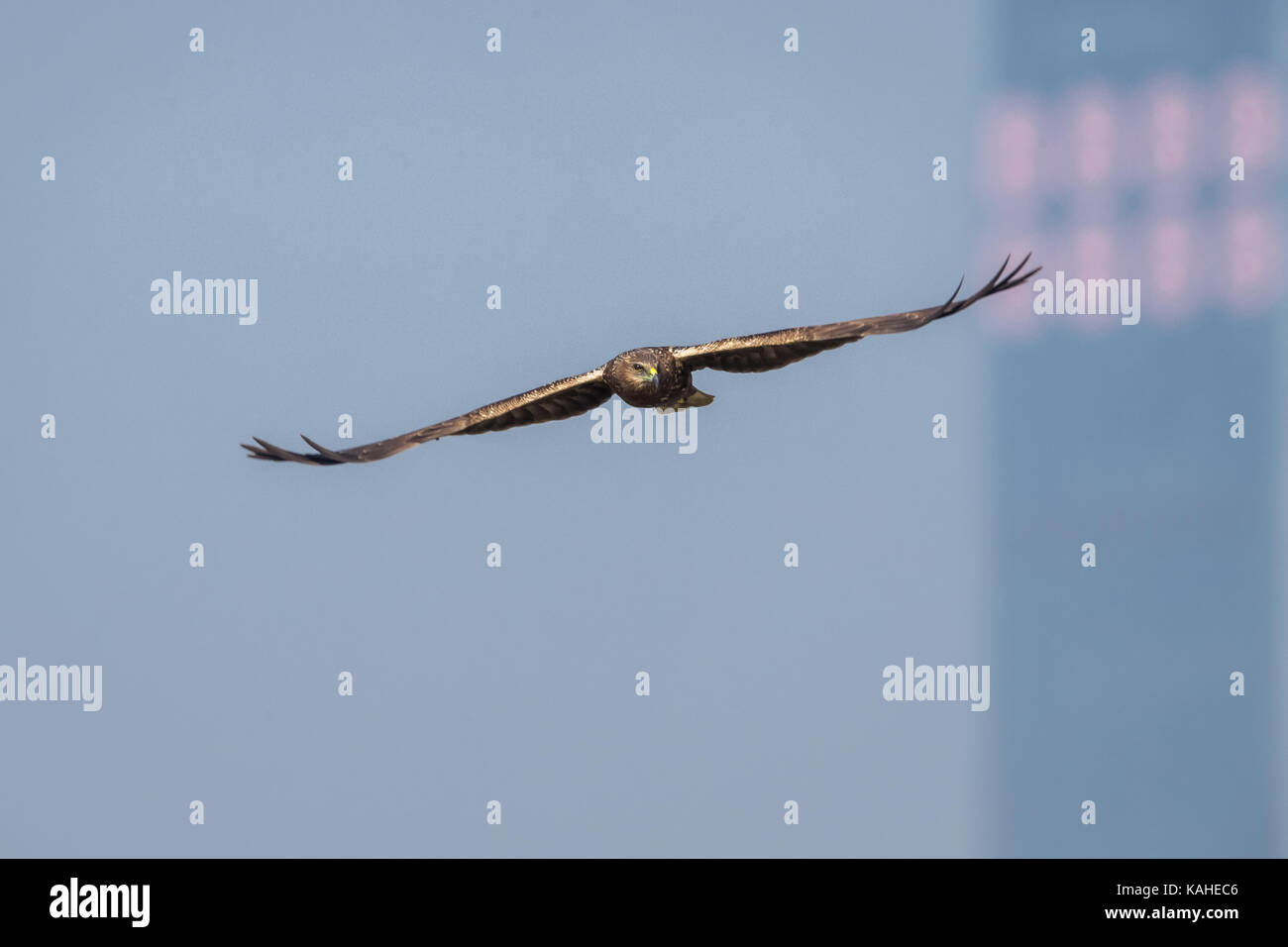 Uccello in volo - orientale Falco di palude (Circus spilonotus) Foto Stock