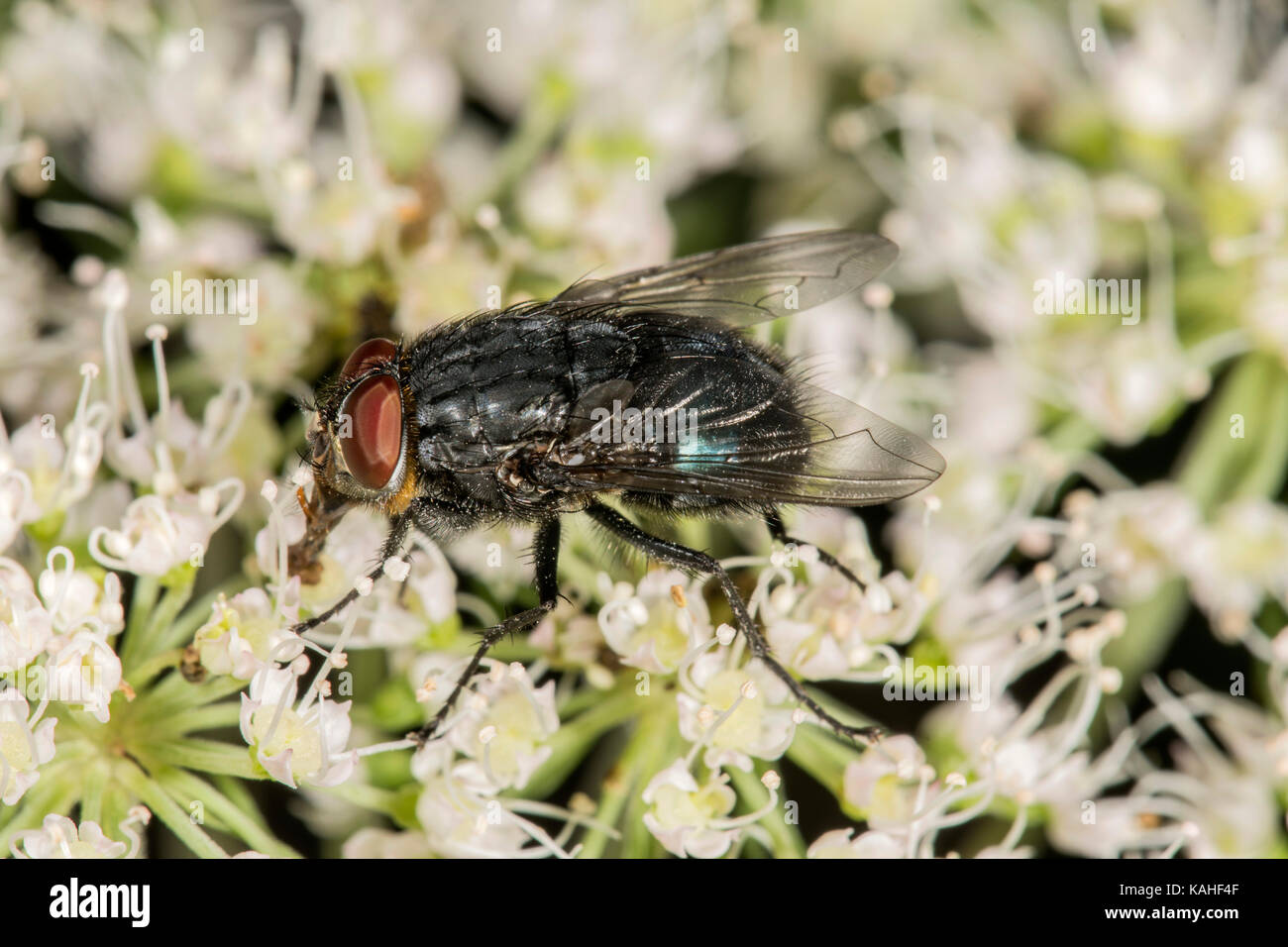 Whitefly (Calliphora vomitoria), maschio a wild angelica (Angelica sylvestris), Baden-Württemberg, Germania Foto Stock