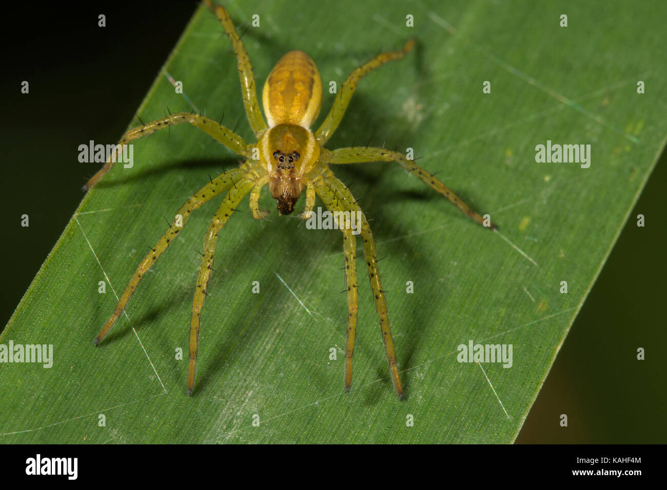 Raft spider (Dolomedes fimbriatus), non ancora tinto si cela la copia su una foglia, Baden-Württemberg, Germania Foto Stock