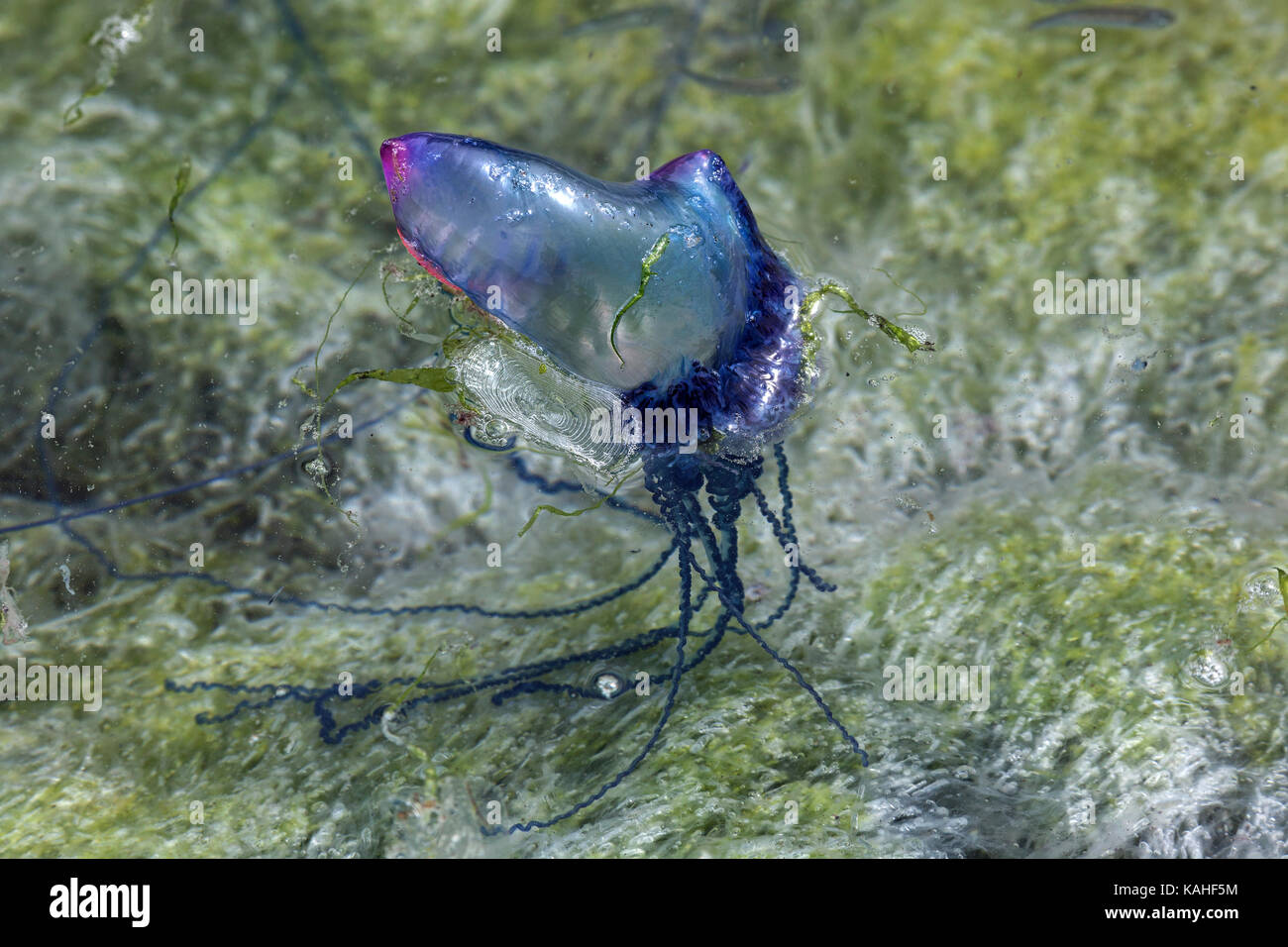Uomo portoghese o' guerra (physalia physalis), stato meduse, isola di Faial, Azzorre, Portogallo Foto Stock