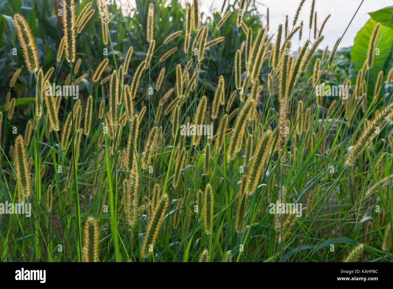 Fontana di nana erba (pennisetum alopecuroides), Germania Foto Stock