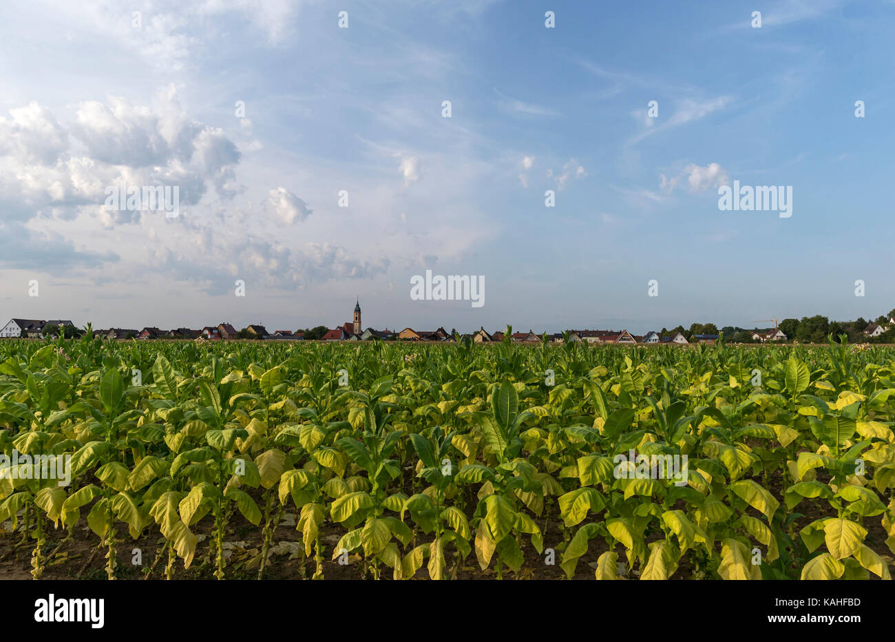 Pianta di tabacco la coltivazione, la pianta di tabacco (Nicotiana), Ringsheim, Baden-Württemberg, Germania Foto Stock
