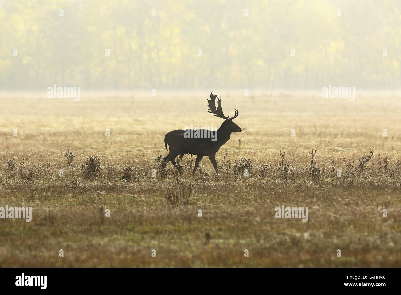 Daini stag in autunno bello e mite luce ( dama ) sul prato, animale selvatico in accoppiamento stagione Foto Stock