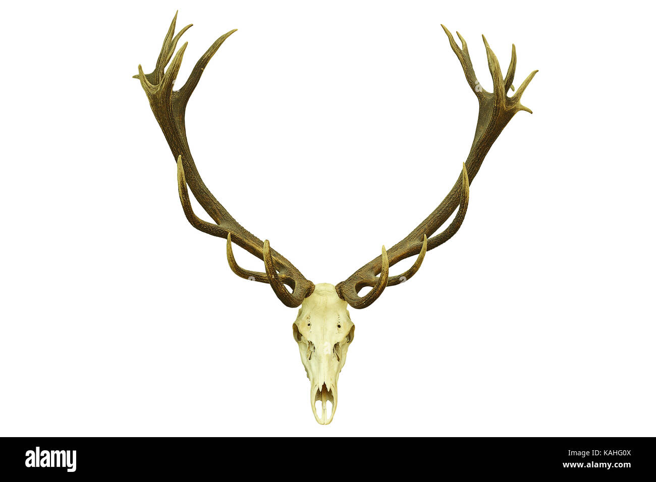 Cervi di trofei di caccia con corna di grandi dimensioni, isolamento su sfondo bianco ( cervus elaphus ) Foto Stock
